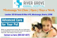 River Grove Animal Hospital image 5